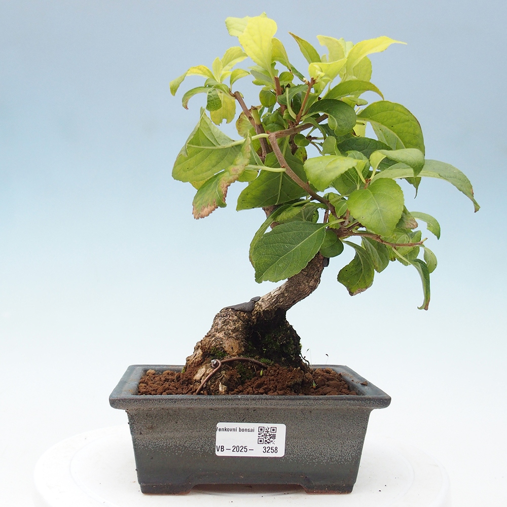 Outdoor bonsai - Celastrus Jesenec
