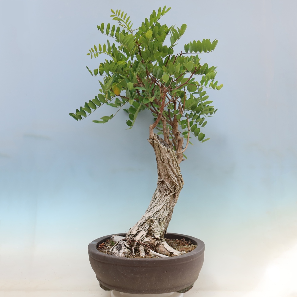 Outdoor Bonsai - Black Locust - Robinia pseudoacacia