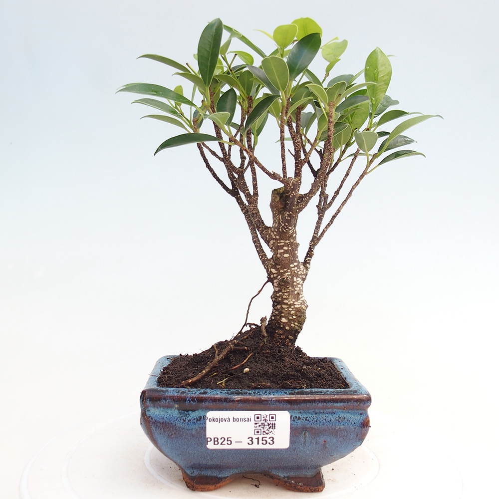 Room bonsai Ficus retusa kimmen