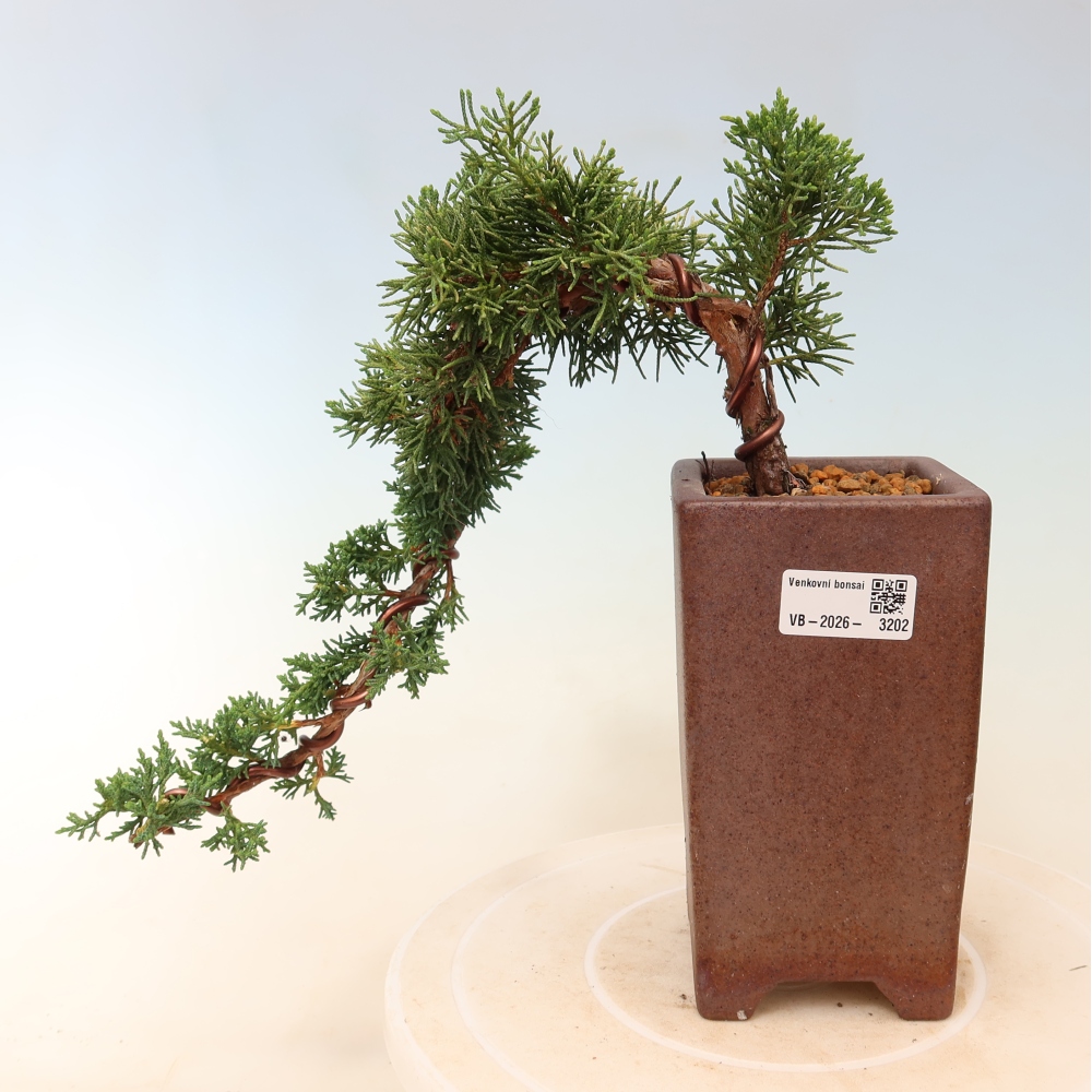 Outdoor bonsai - Juniperus chinensis Kishu
