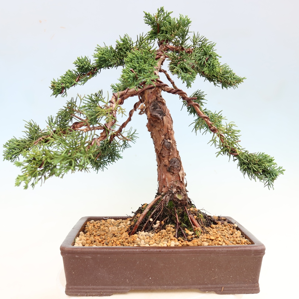 Outdoor bonsai - Juniperus chinensis Kishu