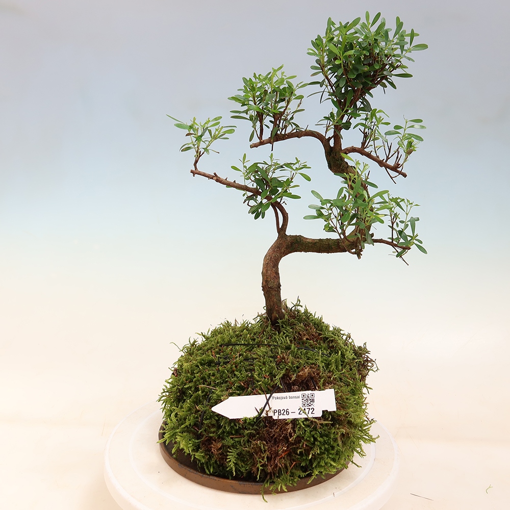 Kokedama with a saucer - Syzygium - Allspice Tree