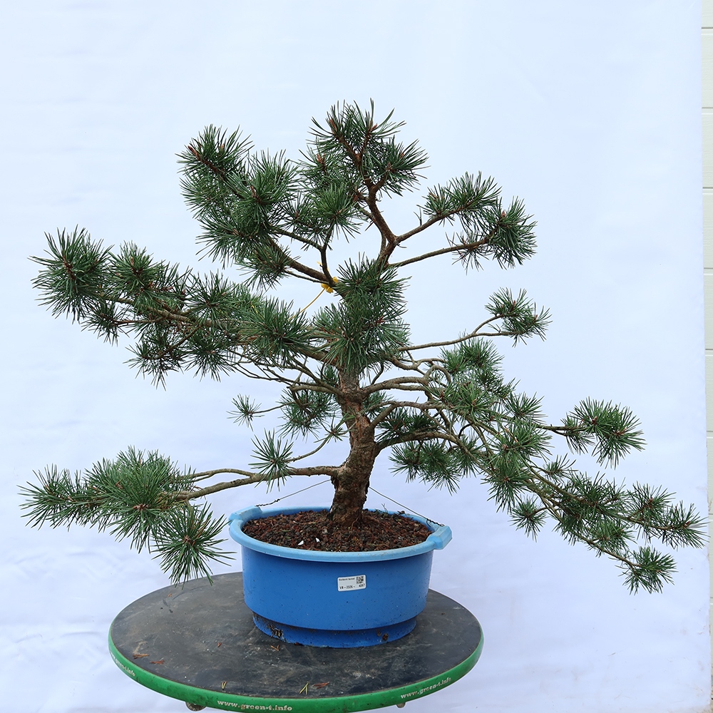 Pinus sylvestris Spain - Scots pine