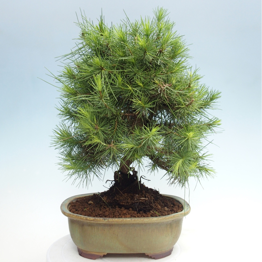 Room bonsai-Pinus halepensis-Pine of Aleppo