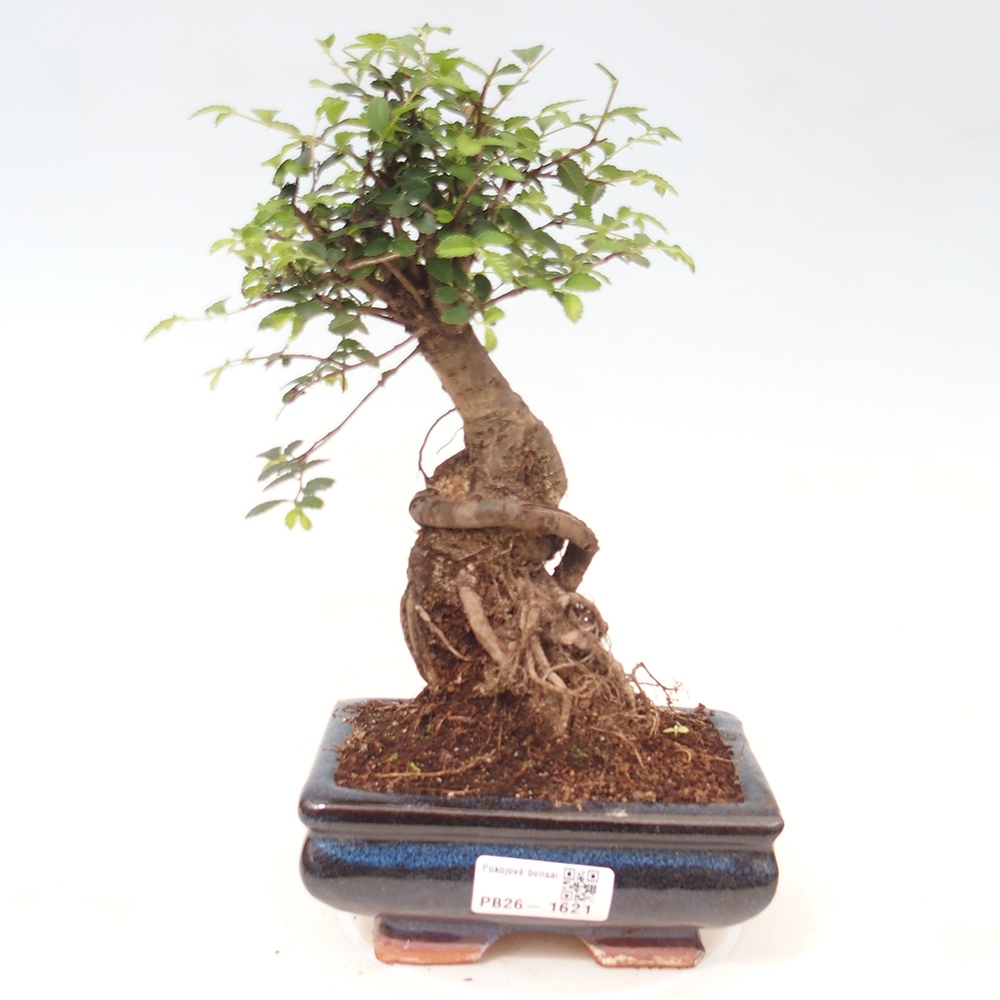 Room bonsai - Ulmus parvifolia - Small-leaved elm