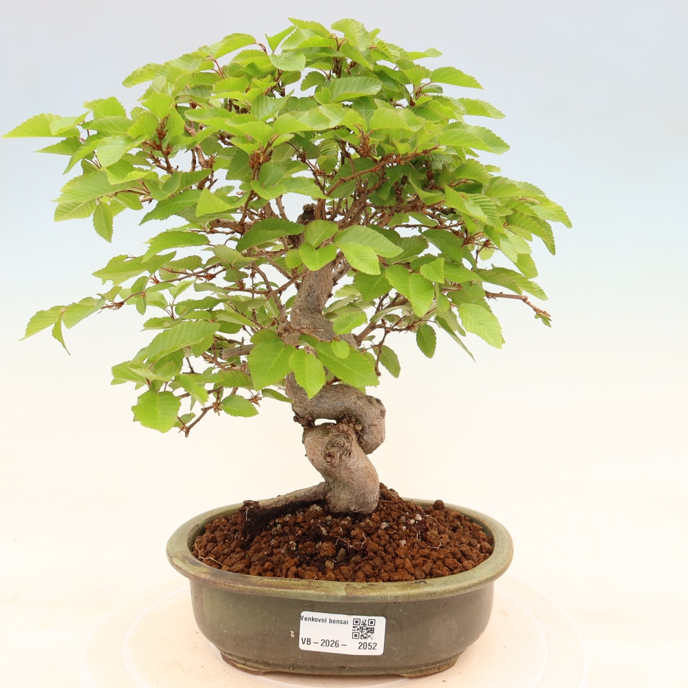 Outdoor bonsai -Carpinus coreana - Korean Hornbeam