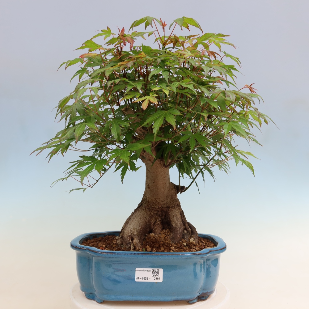 Outdoor bonsai - Maple Burger - Acer Burgerianum