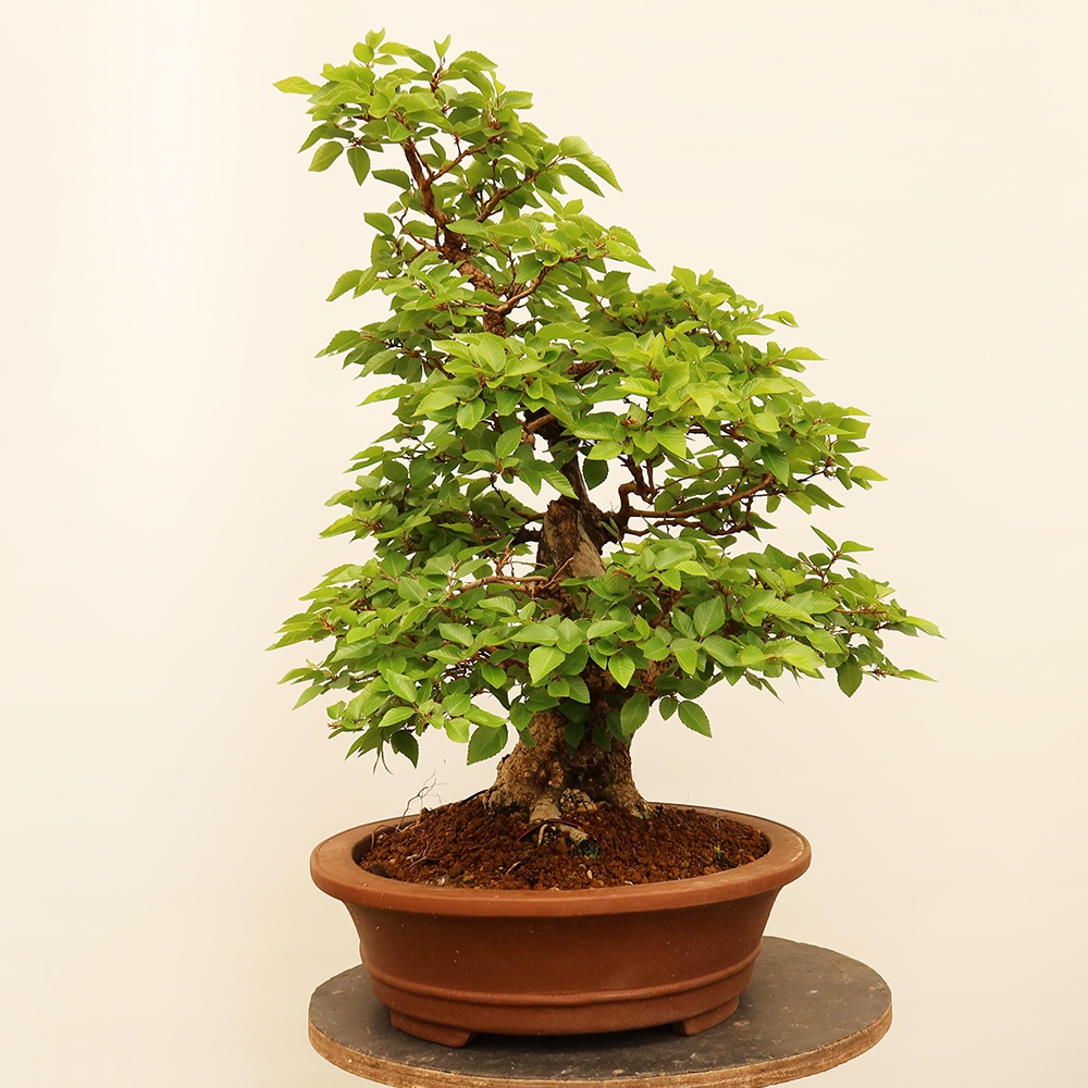 Outdoor bonsai - Carpinus Coreana - Korean hornbeam