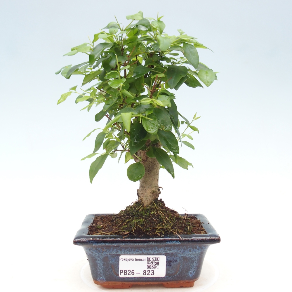 Room bonsai -Ligustrum chinensis - Birds Beak