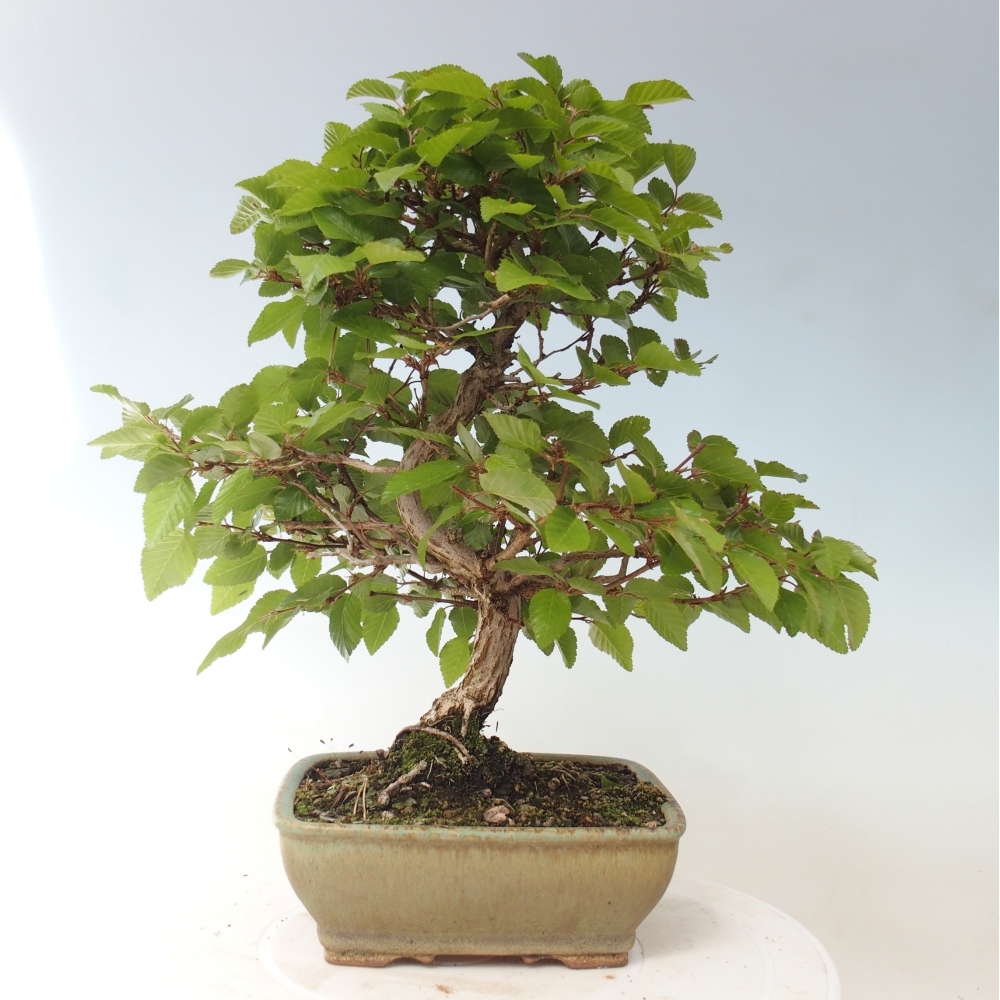 Outdoor bonsai -Carpinus CARPINOIDES - Korean Hornbeam