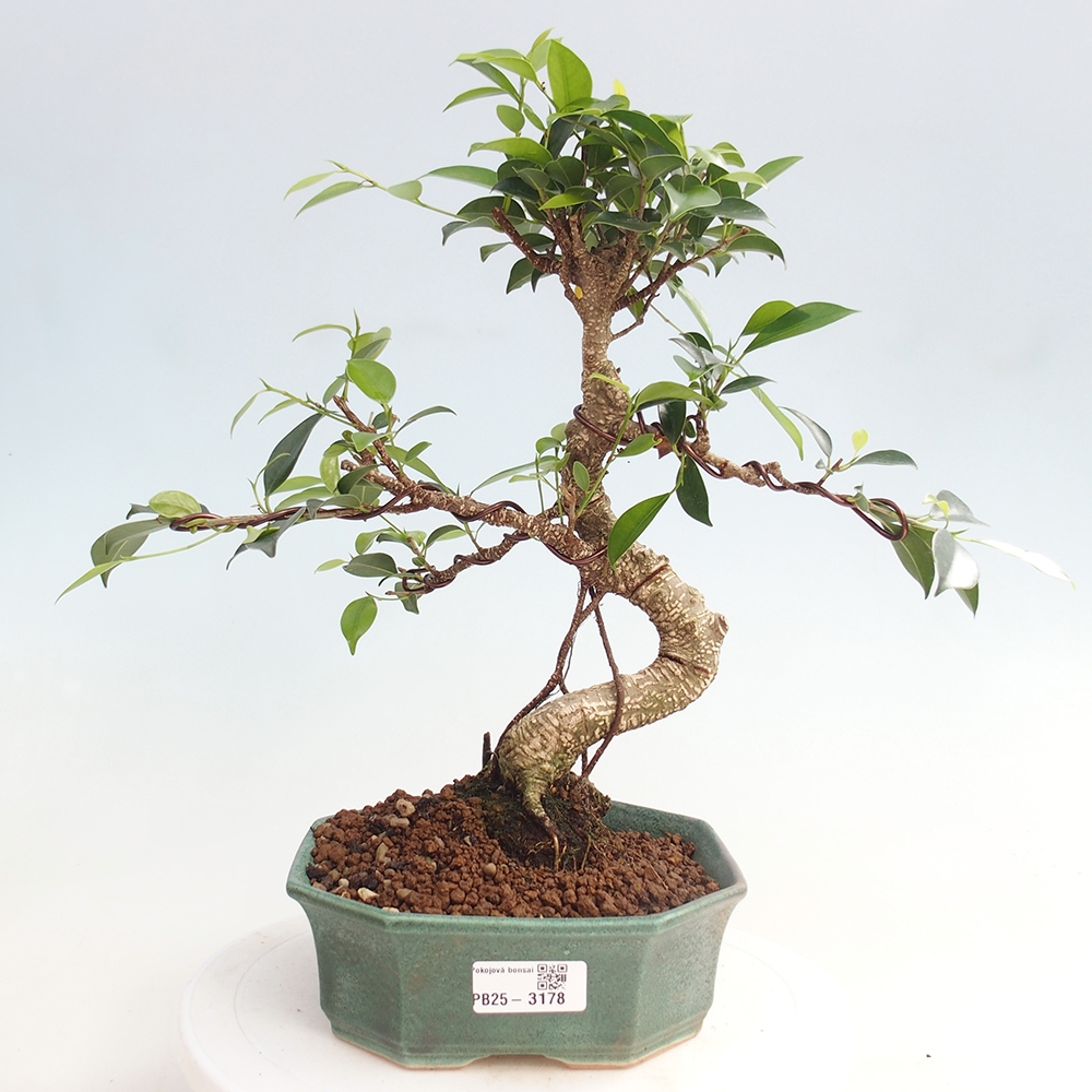 Indoor bonsai - Ficus retusa - small ficus