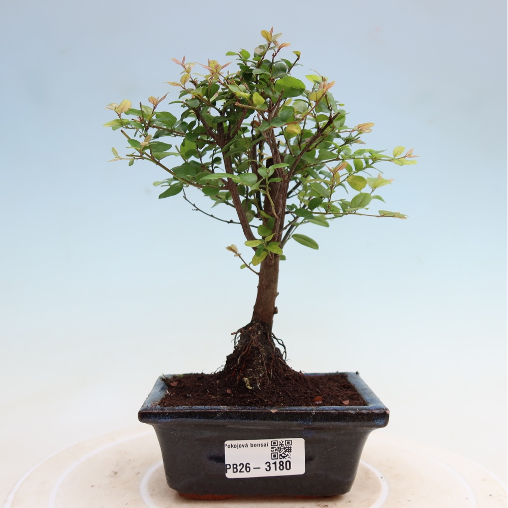Room bonsai - Sageretia thea - Sageretia thea