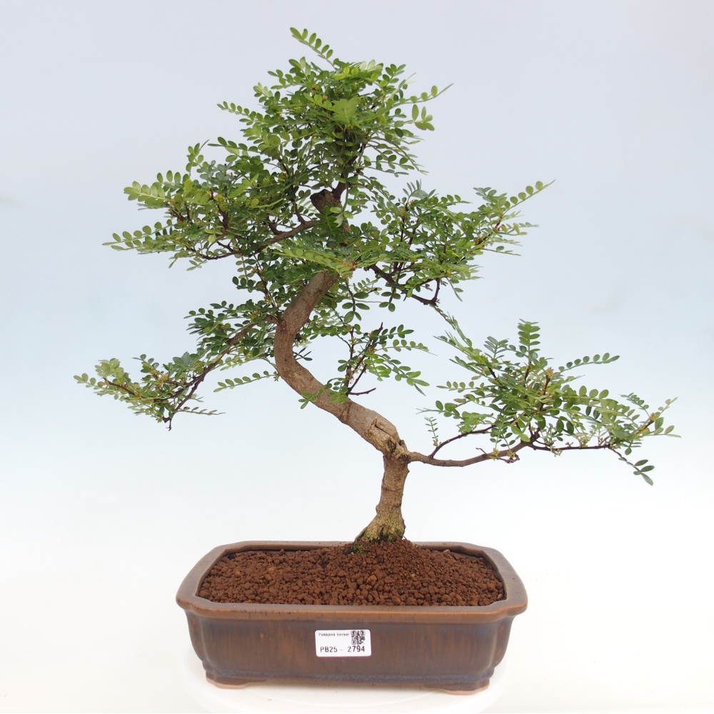 Indoor bonsai - Zantoxylum piperitum - pepper tree