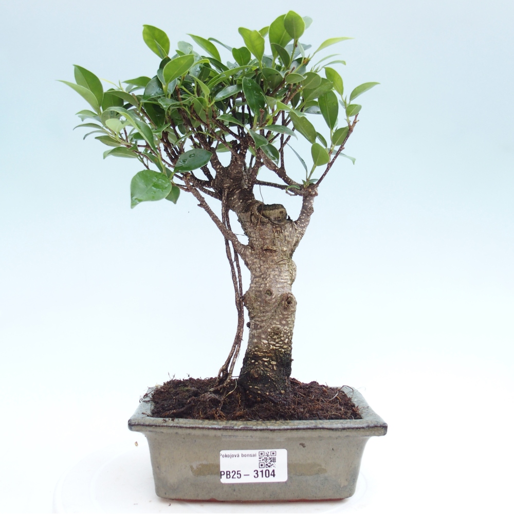 Indoor bonsai - Ficus retusa - small-leaved ficus