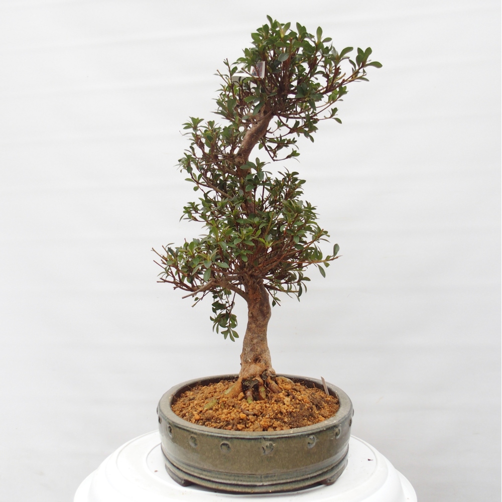 Outdoor bonsai - Japanese Azalea - Azalea Hanatsuzuri