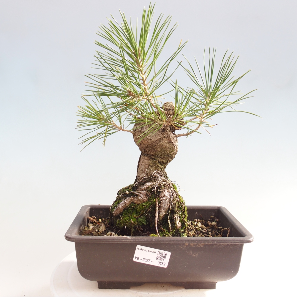 Outdoor bonsai - Pinus thunbergii - Thunberg pine