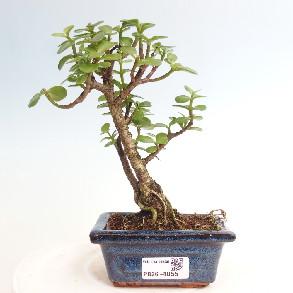 Room bonsai - Portulakaria Afra - Tlustice