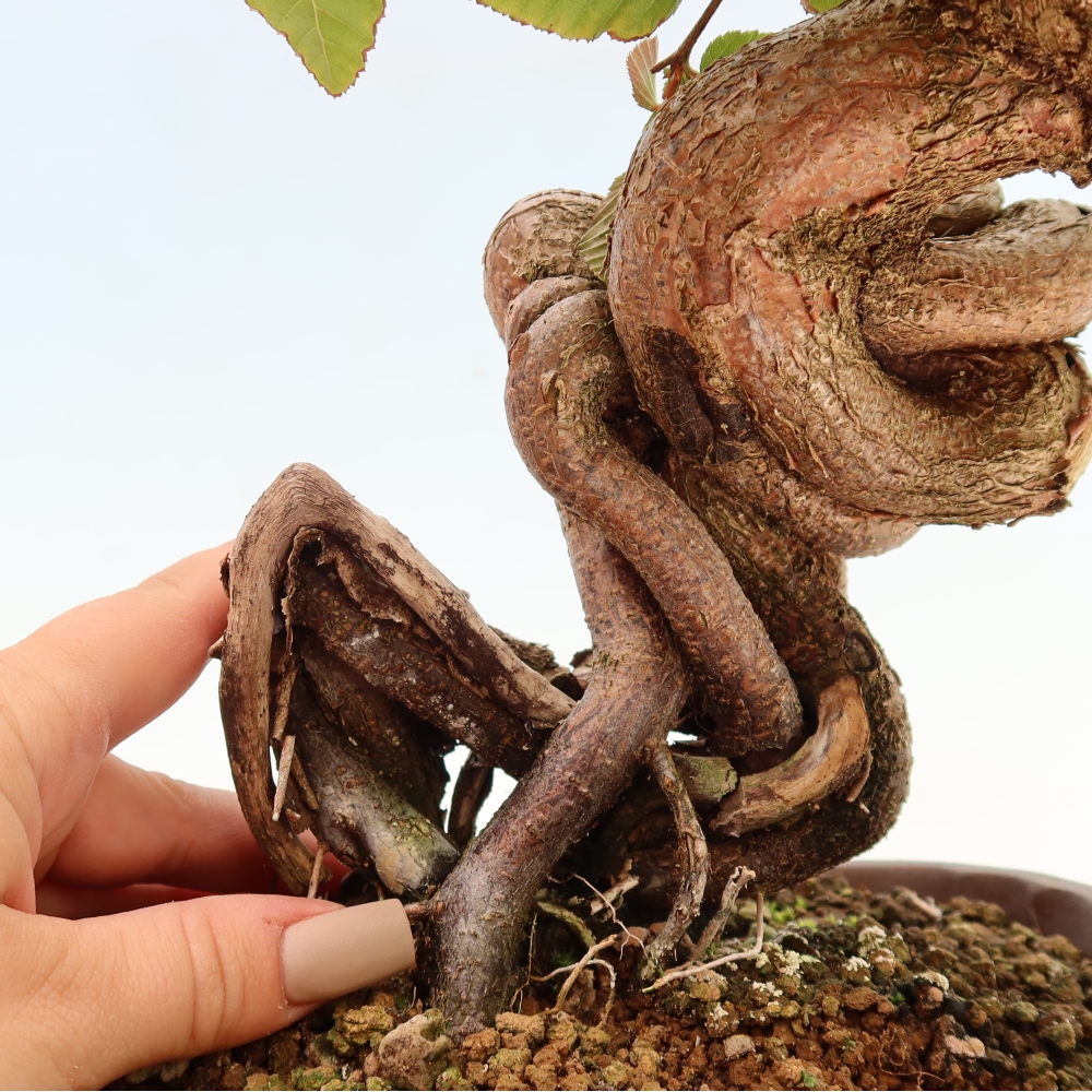 Outdoor bonsai -Carpinus CARPINOIDES - Korean Hornbeam