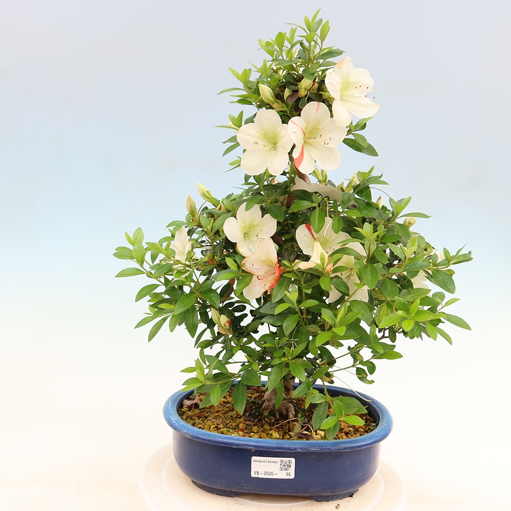 Outdoor bonsai - Japanese azalea - Azalea Asahi-no-izumi