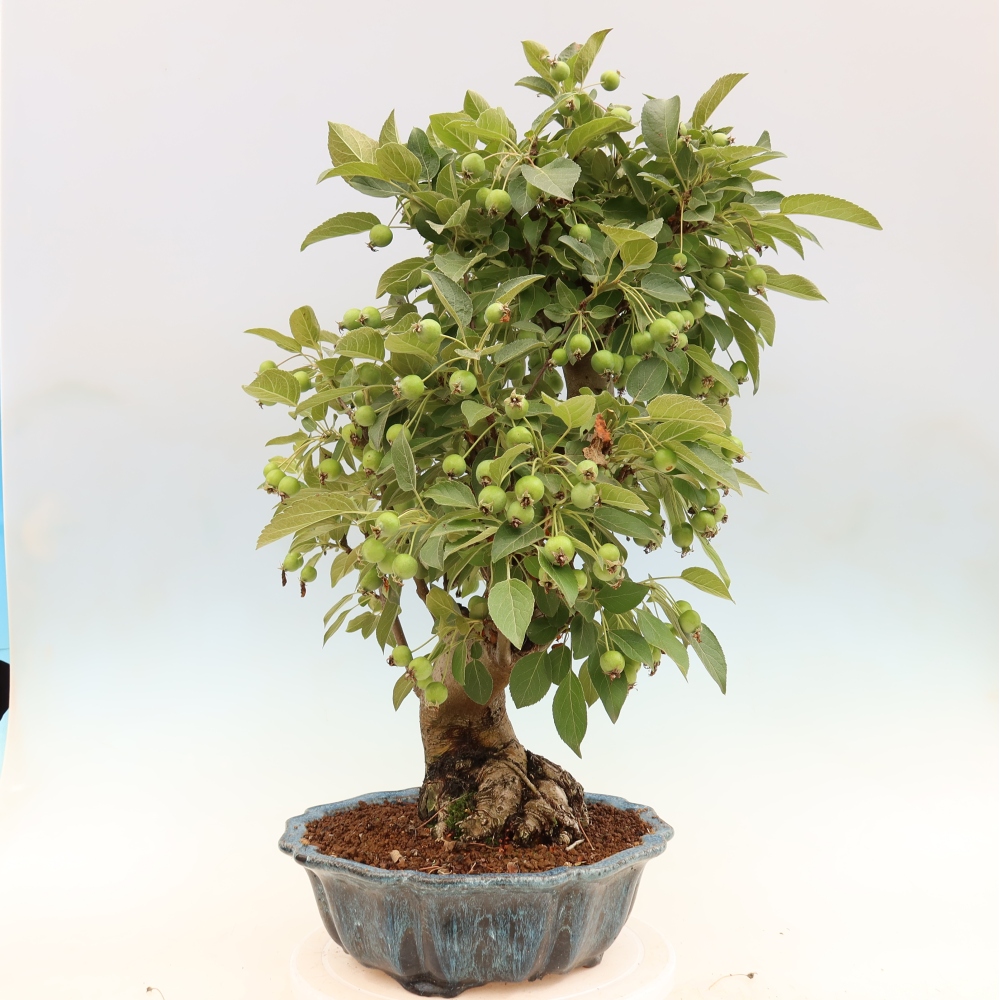 Outdoor bonsai -Malus halliana - Small-fruited apple tree