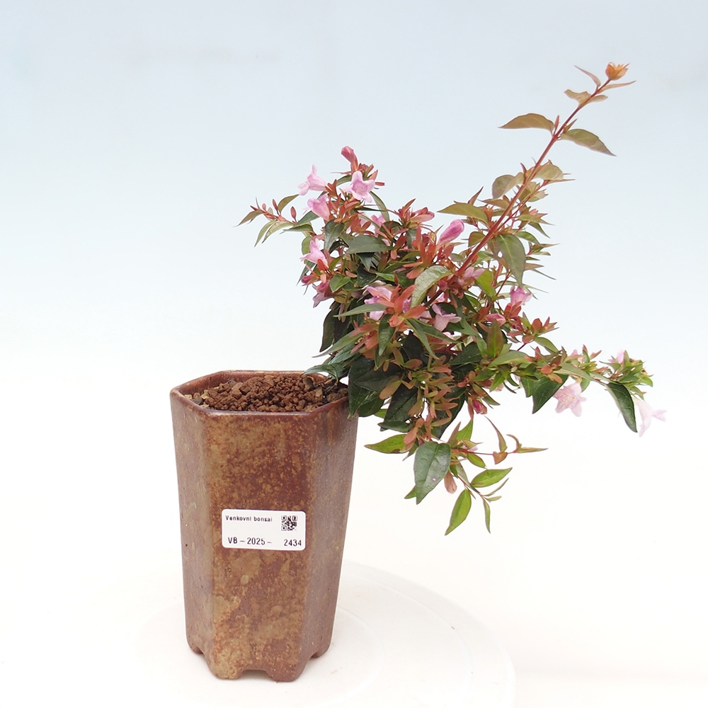 Outdoor bonsai - Abelia Grandiflora - Abelia grandiflora