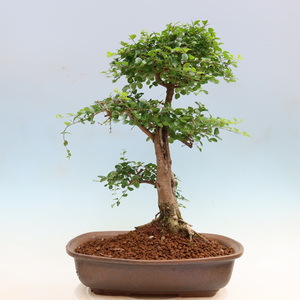 Room bonsai -Ligustrum retusa - small-leaved bird's beak