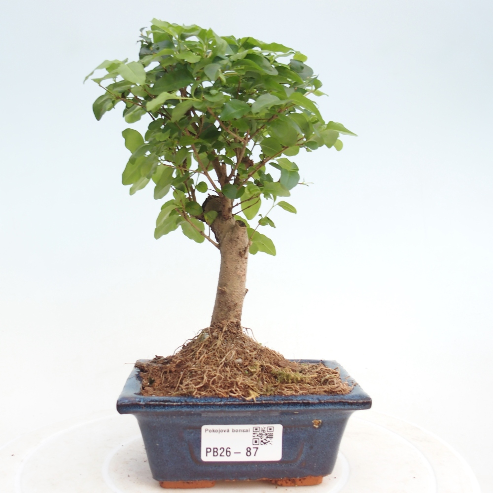 Room bonsai -Ligustrum chinensis - Birds Beak