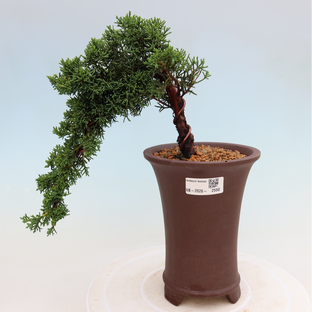 Outdoor bonsai - Juniperus chinensis Kishu