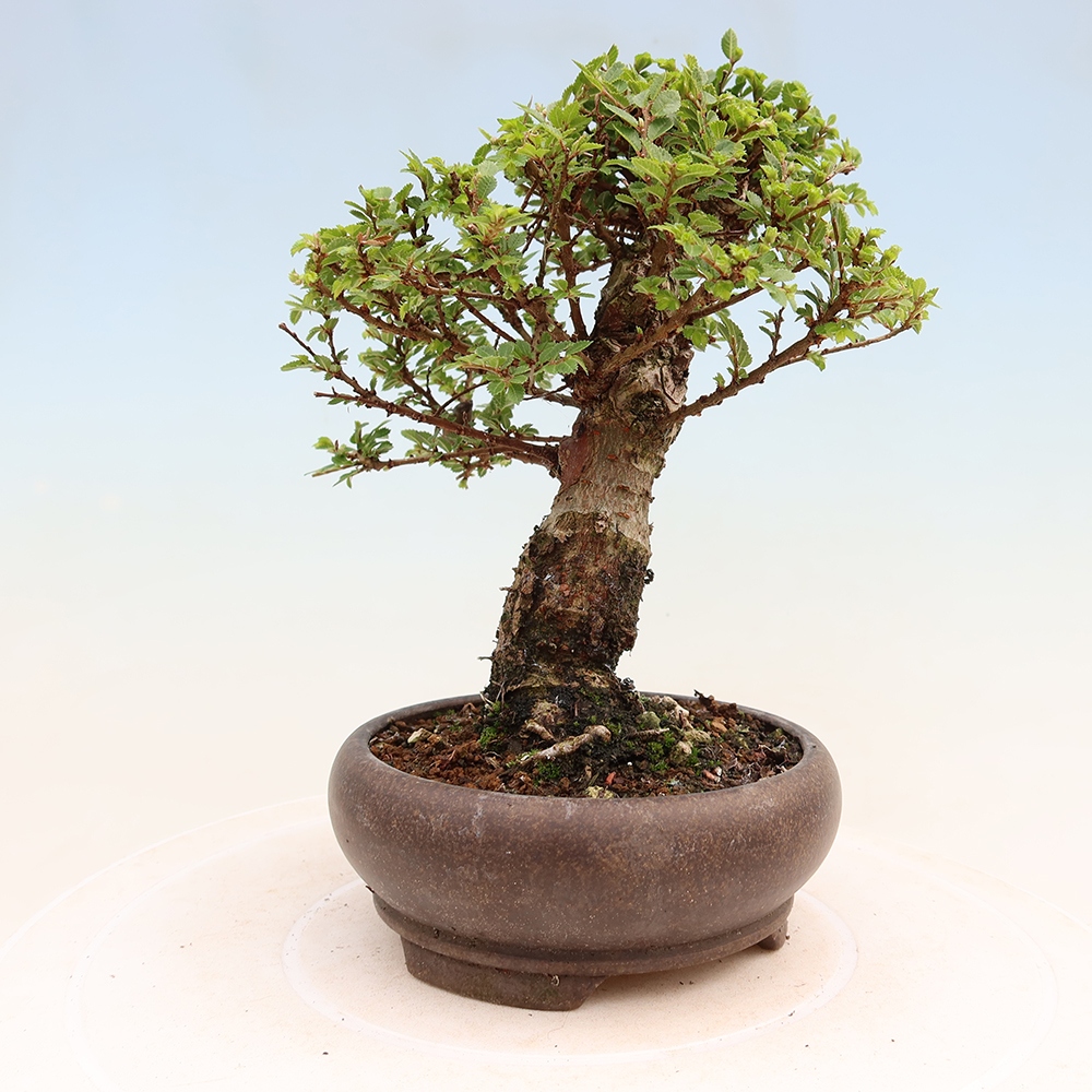 Outdoor Bonsai - Ulmus parvifolia 'Sagei' - Small-leaved Elm