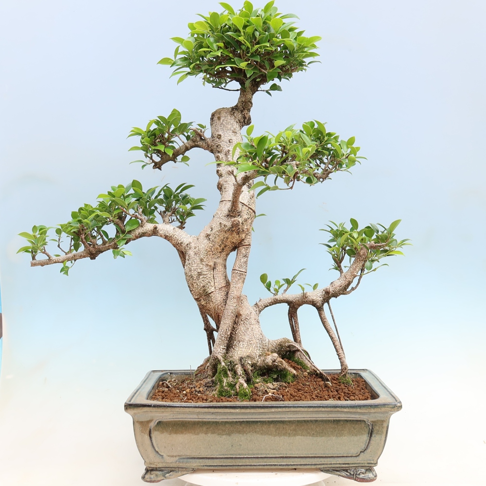 Room bonsai - Ficus kimmen - small-leaved ficus