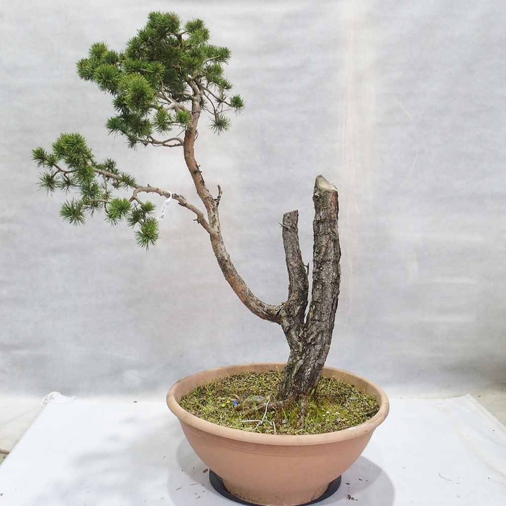 Yamadori - Pinus sylvestris 