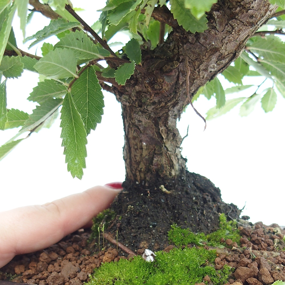 Outdoor bonsai - Zelkova - Zelkova NIRE