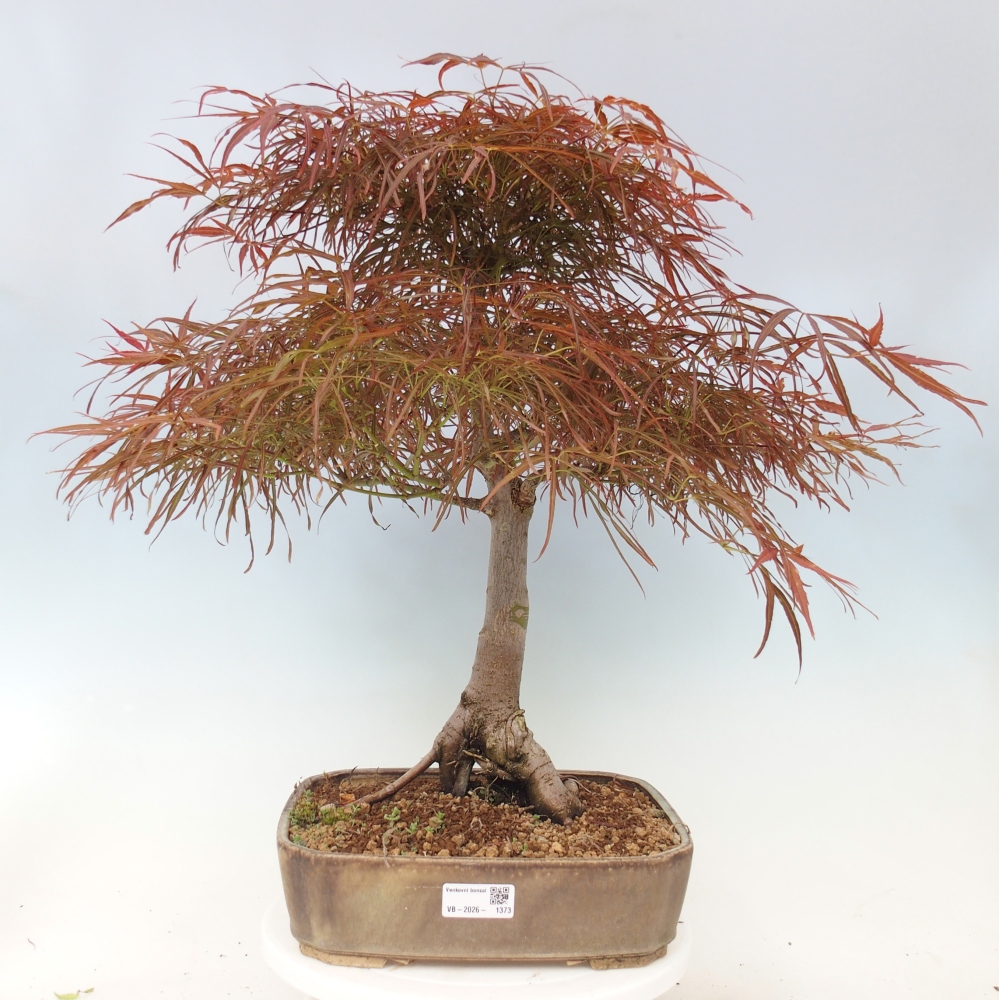 Outdoor bonsai - Acer palmatum RED PYGMY