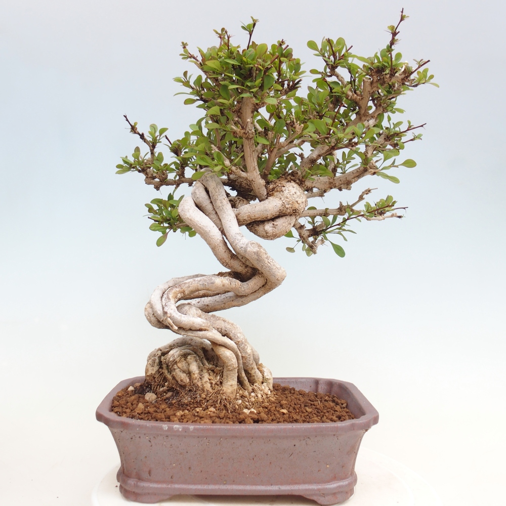 Outdoor bonsai - Berberis coreana