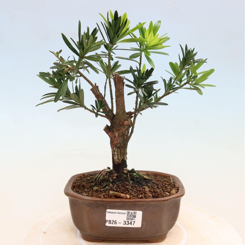 Room bonsai - Podocarpus - Stone Yew