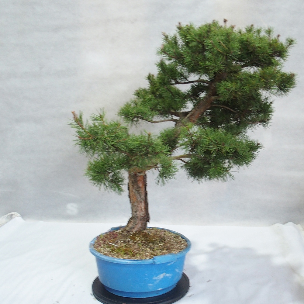 Yamadori - Pinus sylvestris 