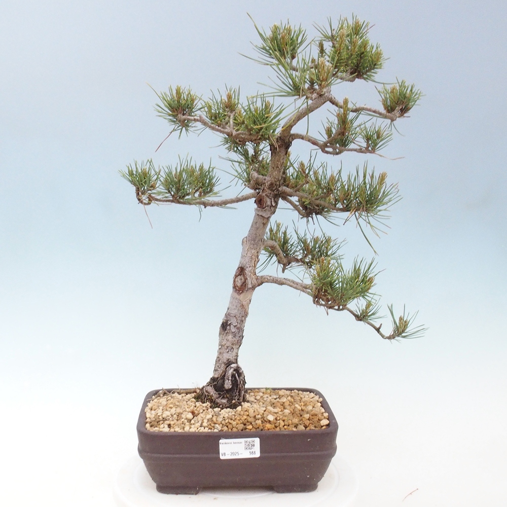 Outdoor bonsai - Pinus Sylvestris - Scots pine