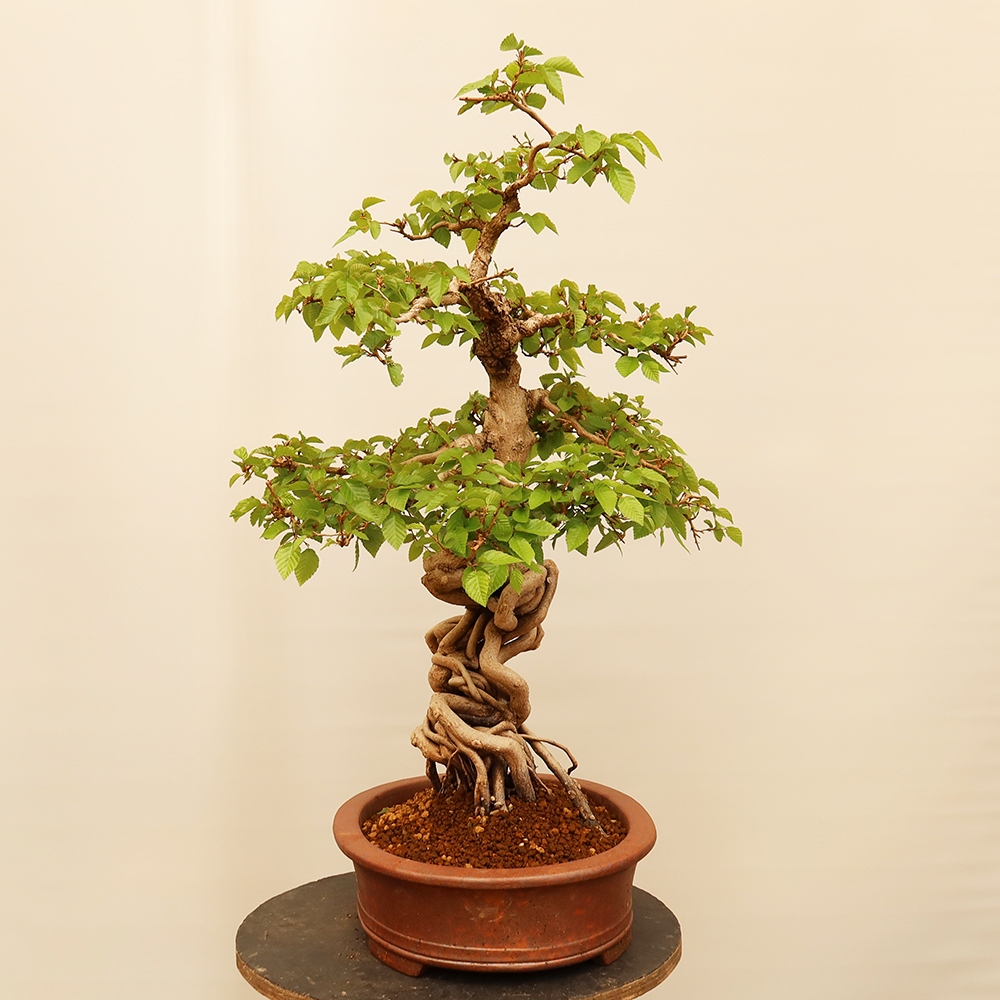 Outdoor bonsai - Carpinus Coreana - Korean hornbeam