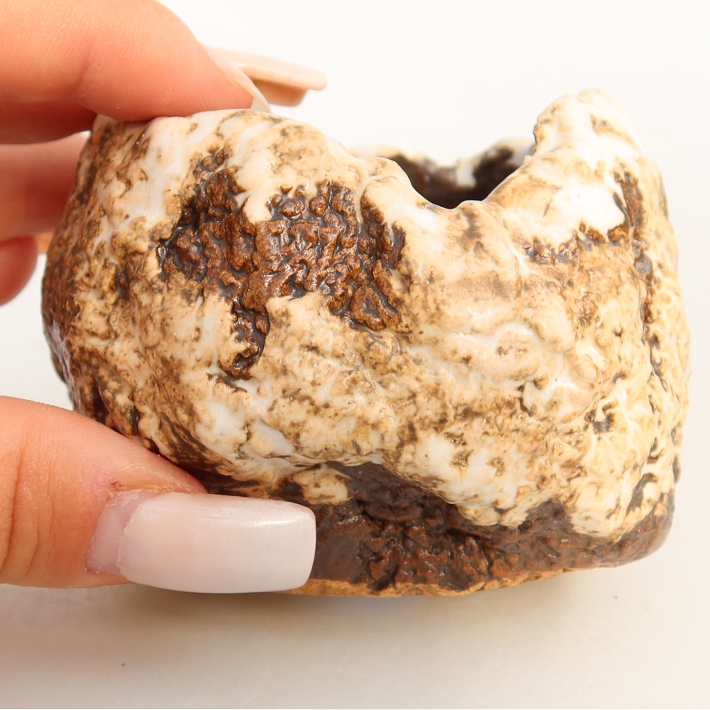 Ceramic Shell, 7 x 7 x 6 cm, white-brown
