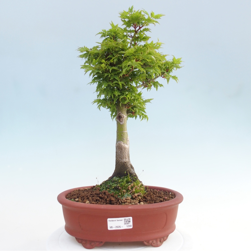 Outdoor bonsai -Javor palm Acer palmatum Shishigashira