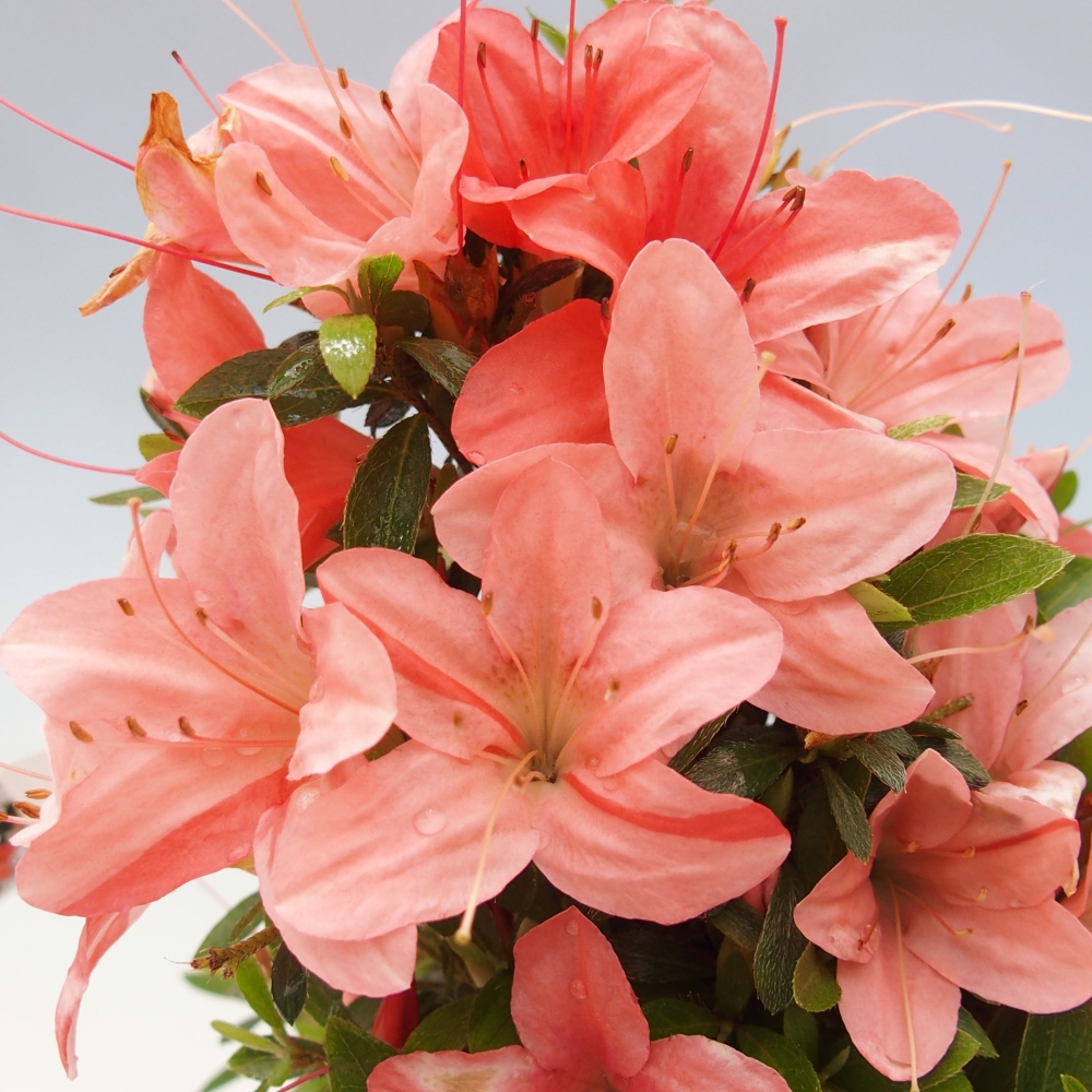Outdoor bonsai - Japanese azalea - Azalea Nikko