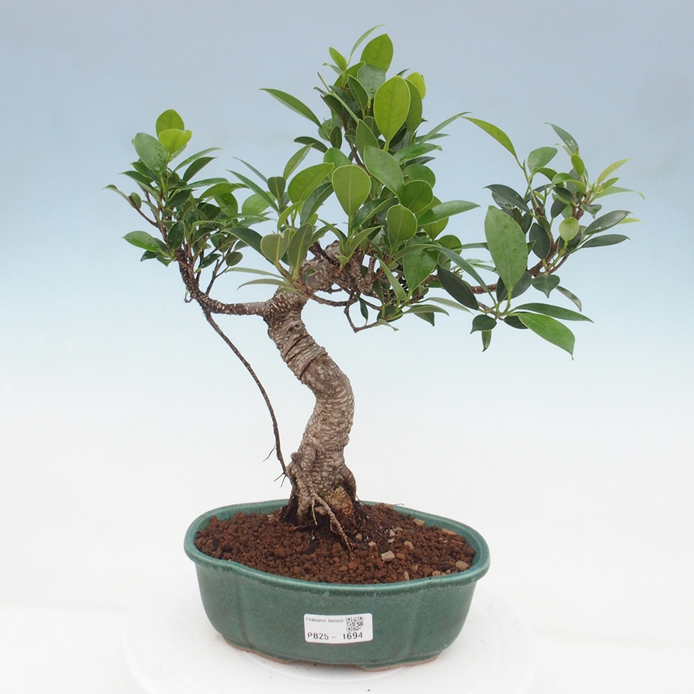 Indoor bonsai - Ficus retusa - small ficus