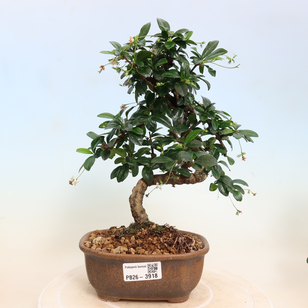 Room bonsai - Carmona macrophylla - Tea fuki