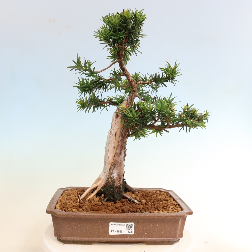 Outdoor Bonsai - Taxus cuspidata  - Japanese Yew