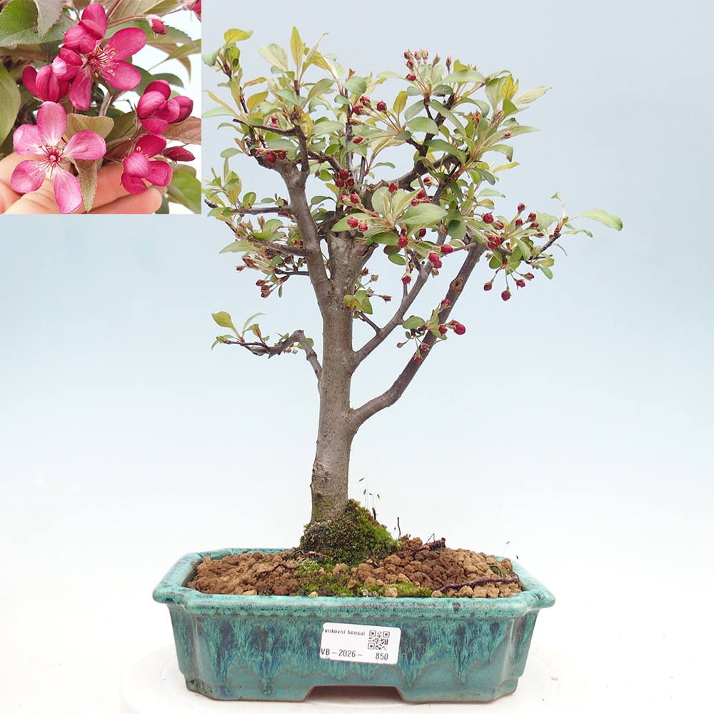 Outdoor bonsai -Malus domestica - Small-fruited red-leaved apple tree