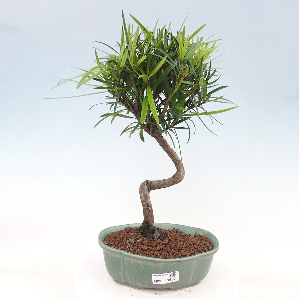 Room bonsai - Podocarpus - Stone Yew