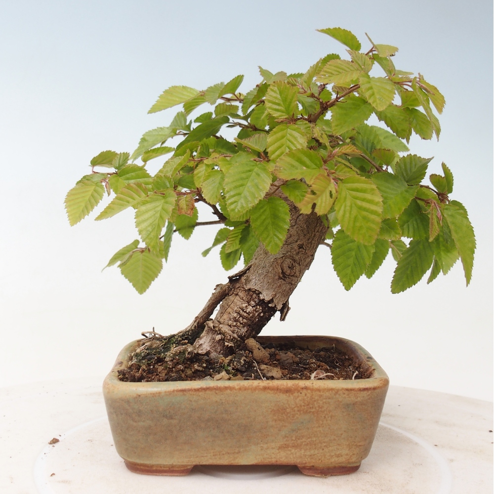 Outdoor bonsai -Carpinus CARPINOIDES - Korean Hornbeam