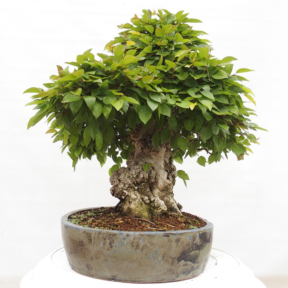 Outdoor bonsai -Carpinus CARPINOIDES - Korean hornbeam