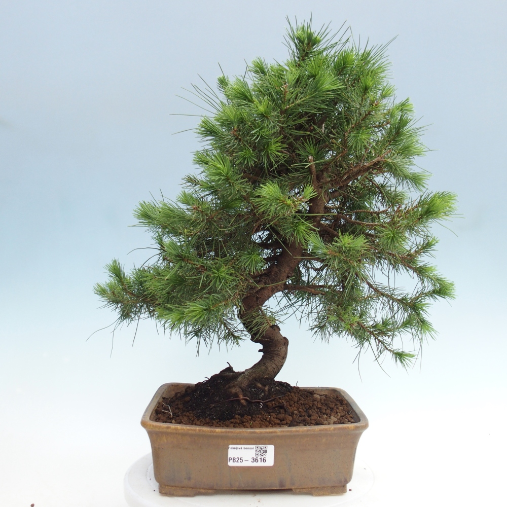 Room bonsai-Pinus halepensis-Pine of Aleppo