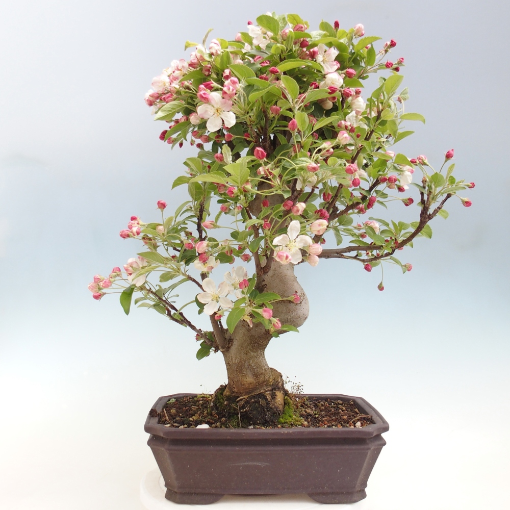 Outdoor bonsai -Malus halliana - Small-fruited apple tree